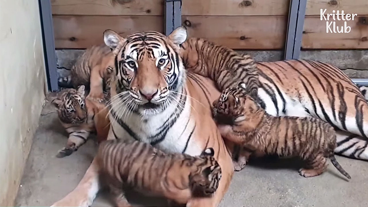 Lioness Lola gave birth to triplet cubs at Chelyabinsk . (Video)