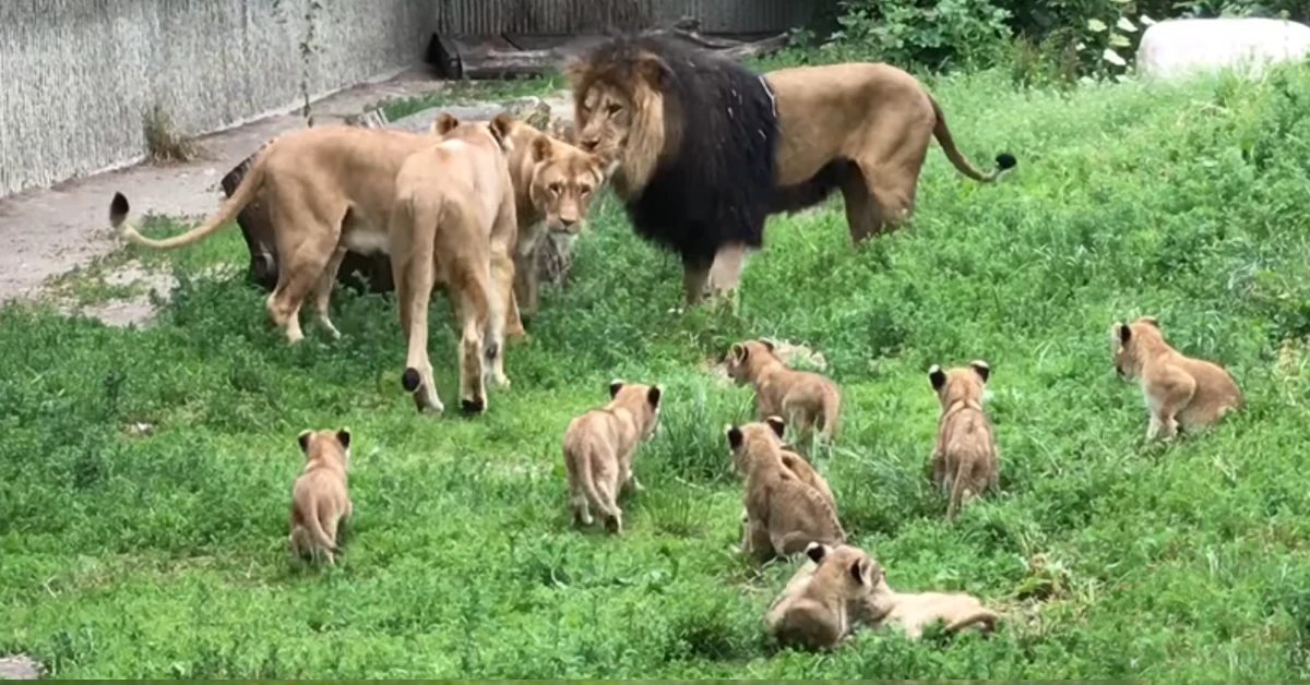 Lioness Lola gave birth to triplet cubs at Chelyabinsk . (Video)