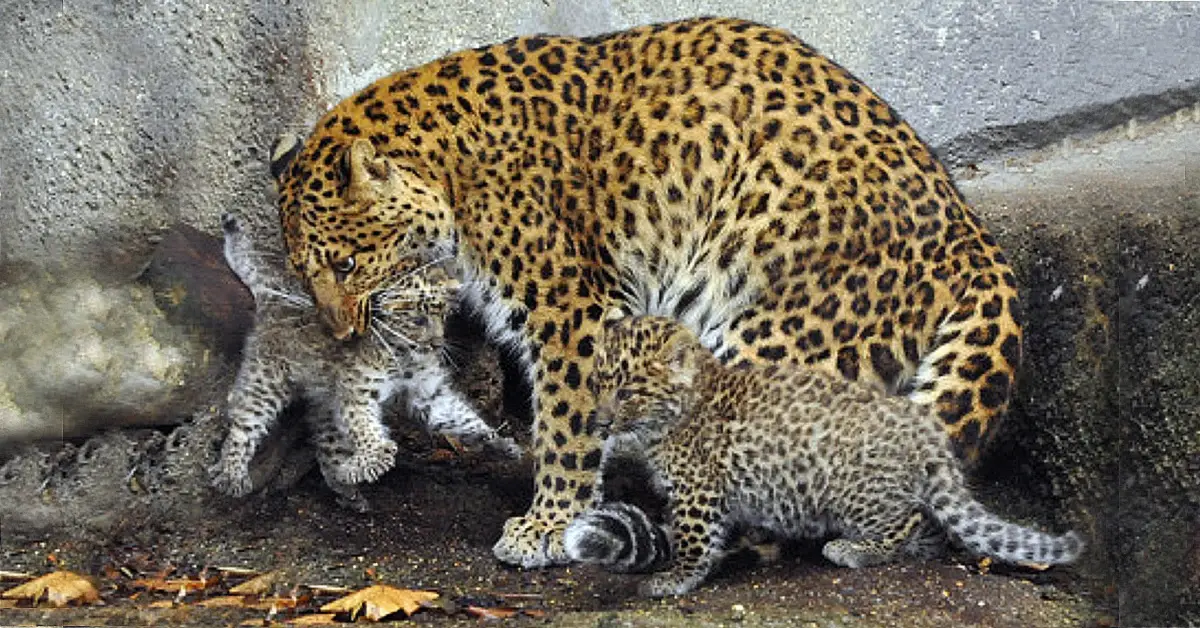 Lioness Lola gave birth to triplet cubs at Chelyabinsk . (Video)