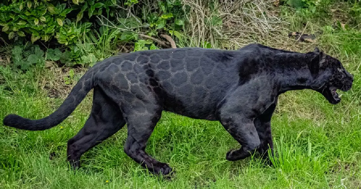 Animals | Chester Zoo welcomes rare black jaguar, Inka (Video)