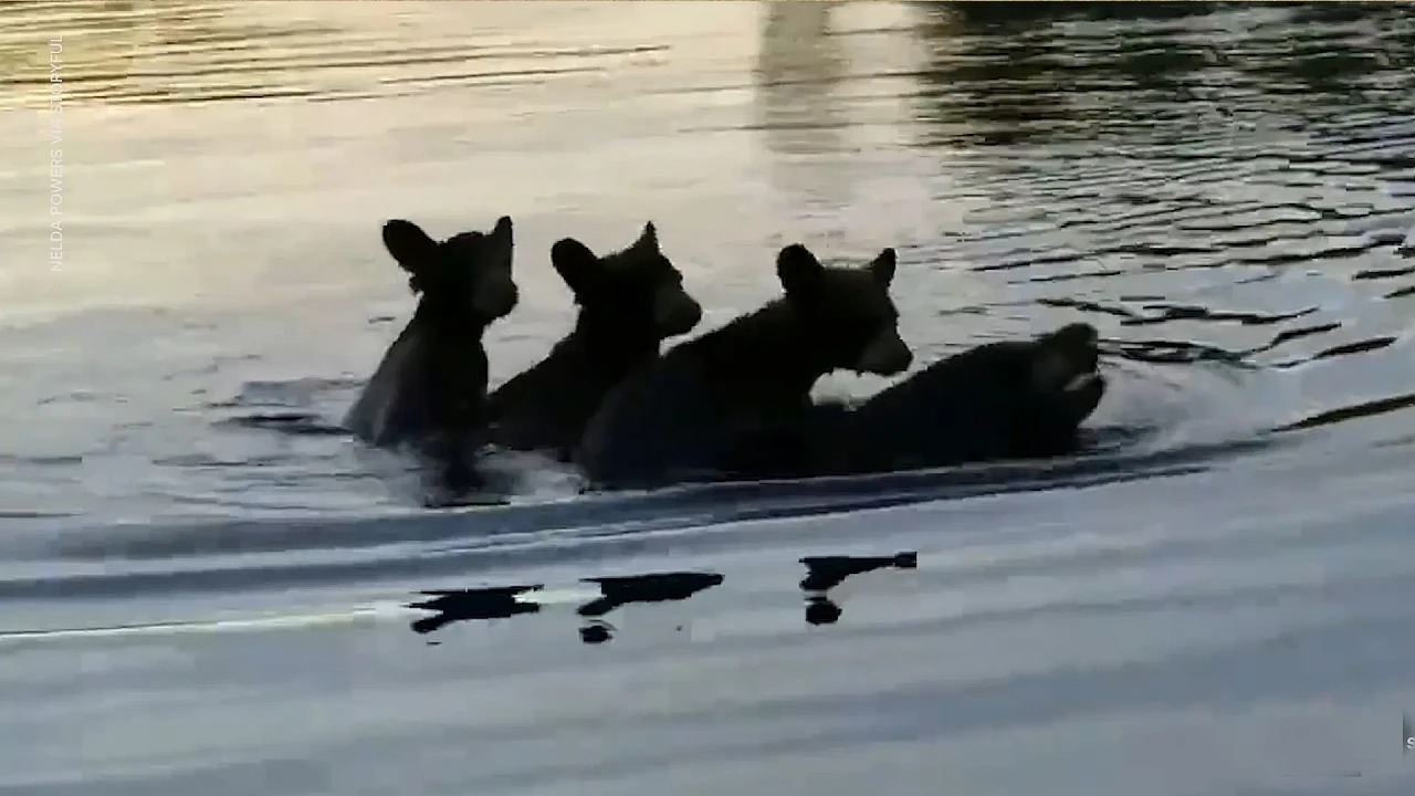 Lioness Lola gave birth to triplet cubs at Chelyabinsk . (Video)