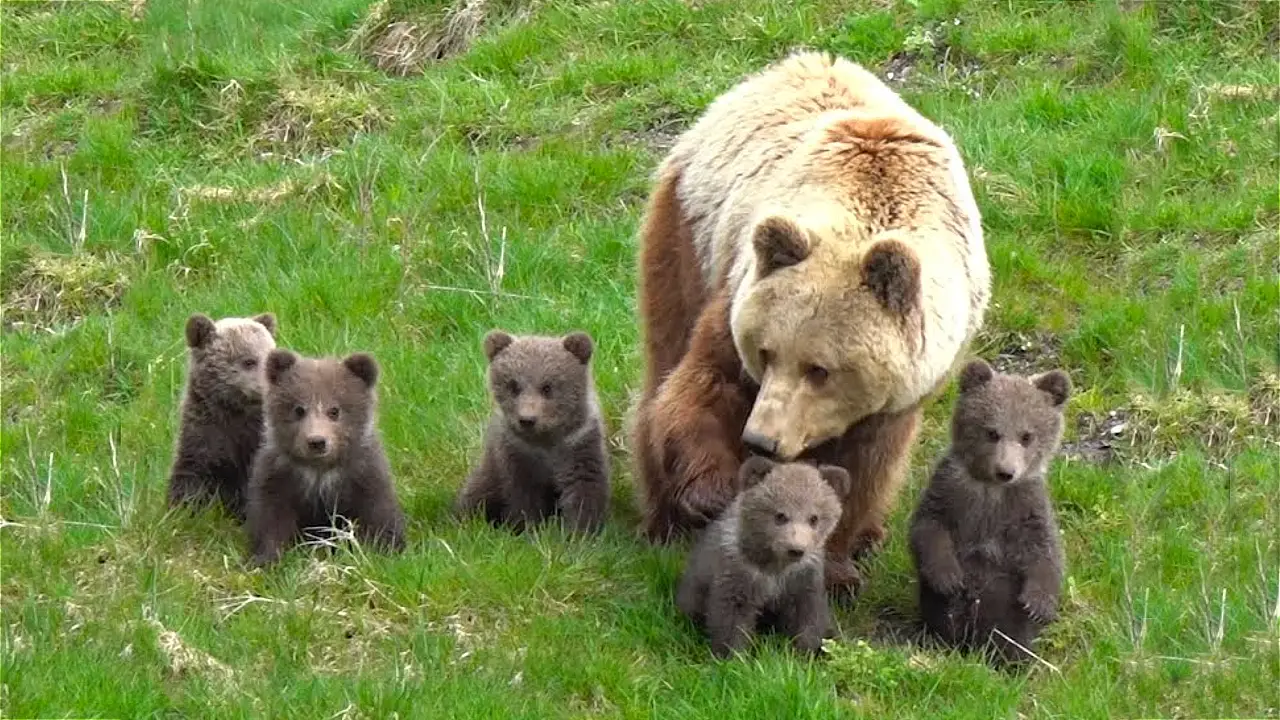 Lioness Lola gave birth to triplet cubs at Chelyabinsk . (Video)