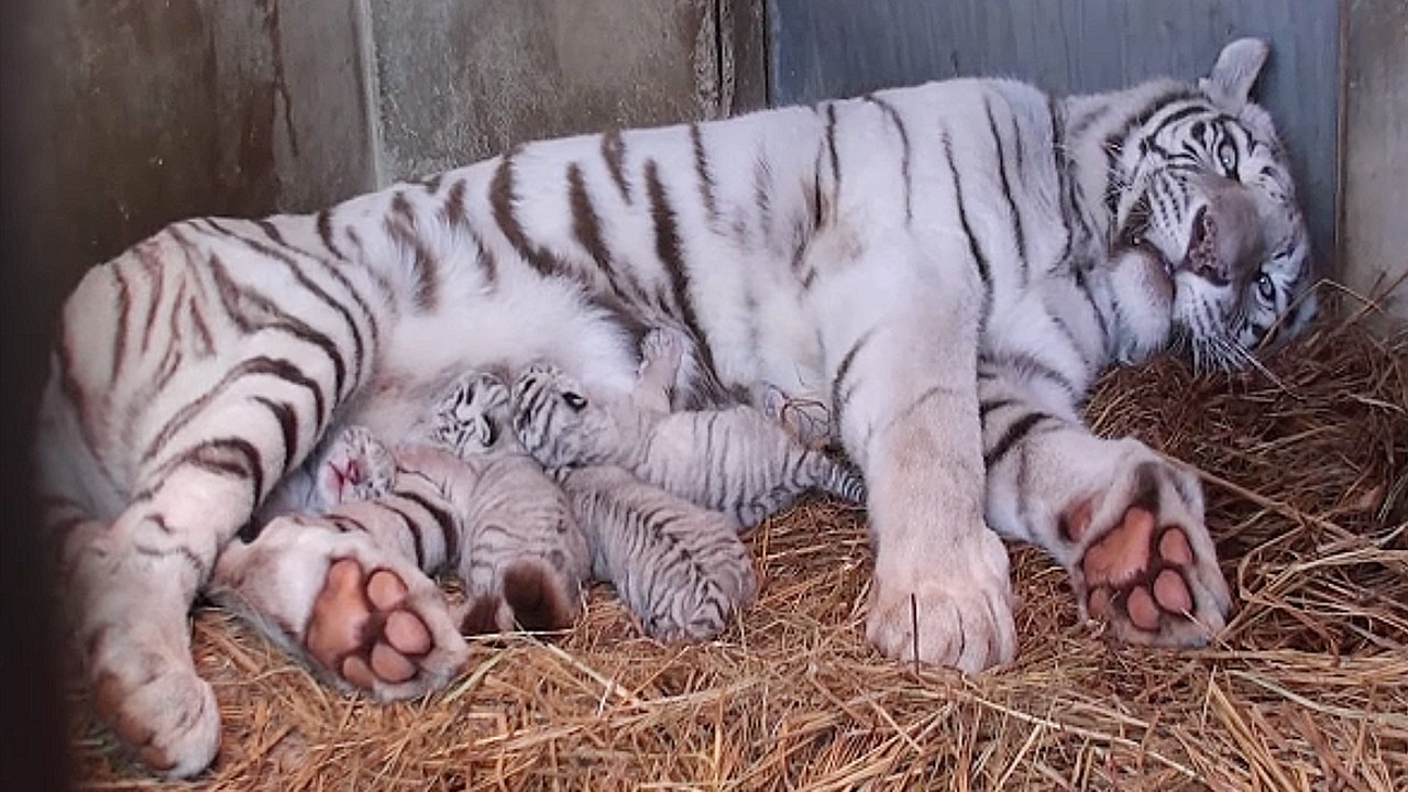 Lioness Lola gave birth to triplet cubs at Chelyabinsk . (Video)