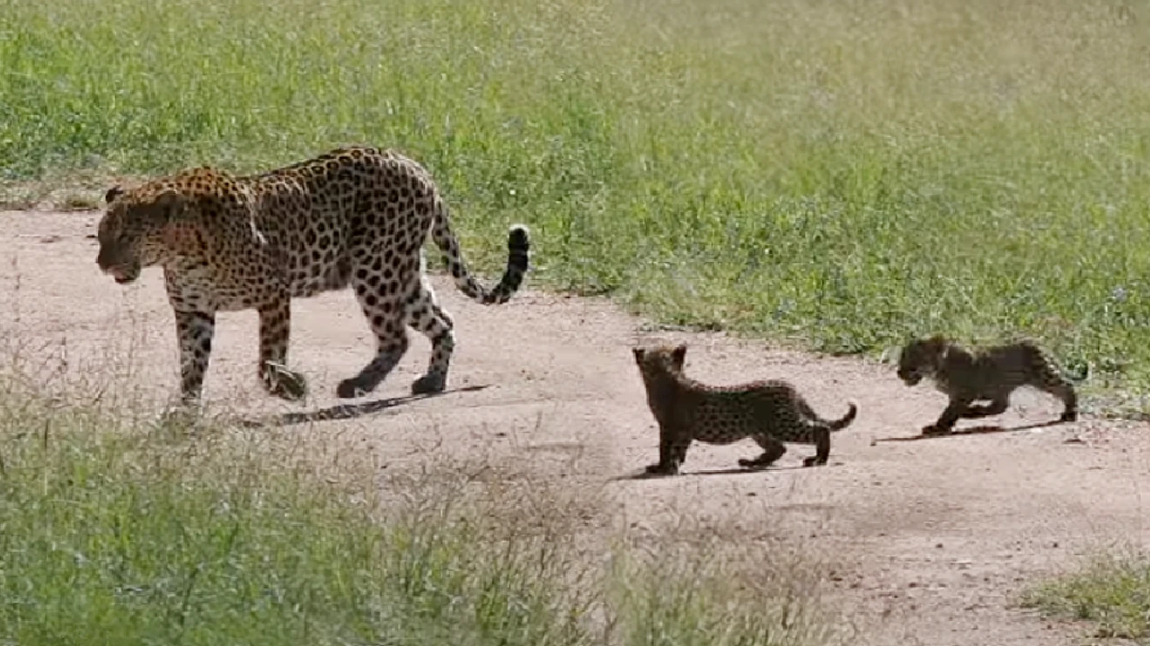 Lioness Lola gave birth to triplet cubs at Chelyabinsk . (Video)