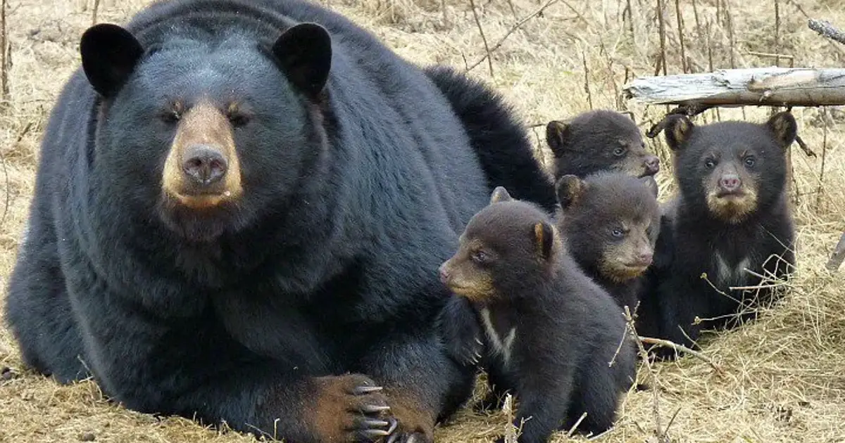 Lioness Lola gave birth to triplet cubs at Chelyabinsk . (Video)