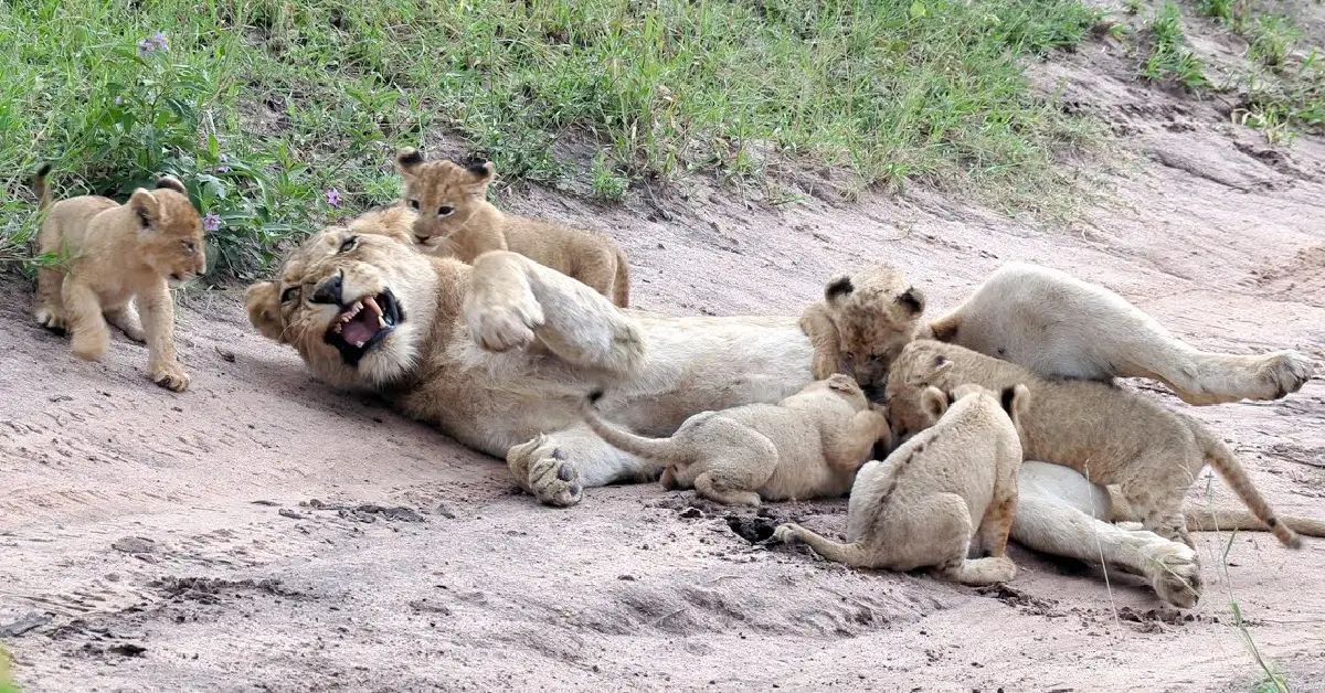 Lioness Lola gave birth to triplet cubs at Chelyabinsk . (Video)