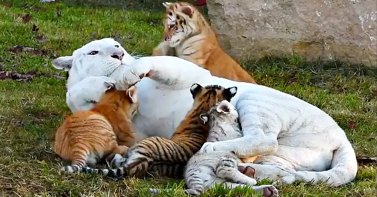 Lioness Lola gave birth to triplet cubs at Chelyabinsk . (Video)