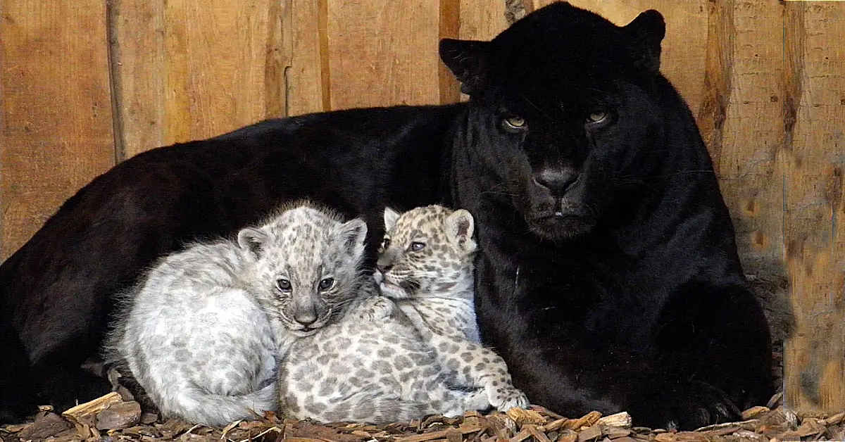 Lioness Lola gave birth to triplet cubs at Chelyabinsk . (Video)