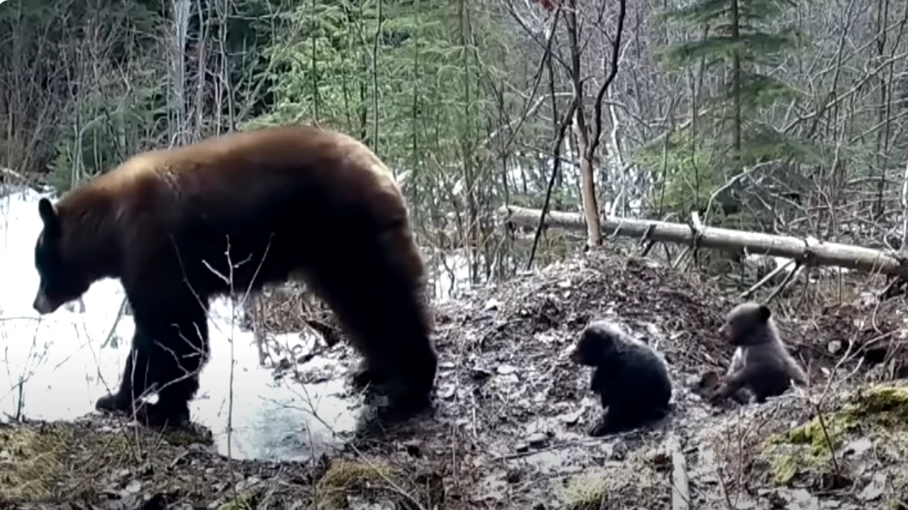 Lioness Lola gave birth to triplet cubs at Chelyabinsk . (Video)