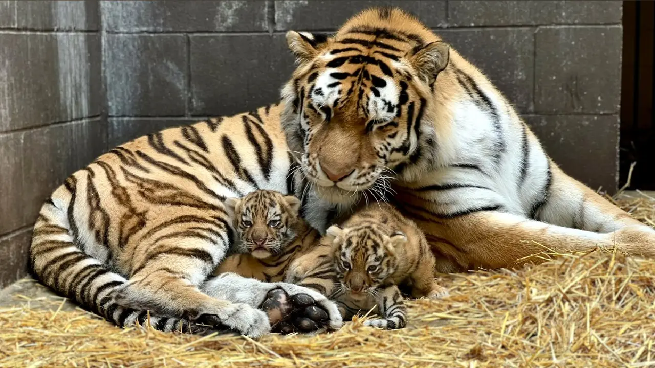 Lioness Lola gave birth to triplet cubs at Chelyabinsk . (Video)