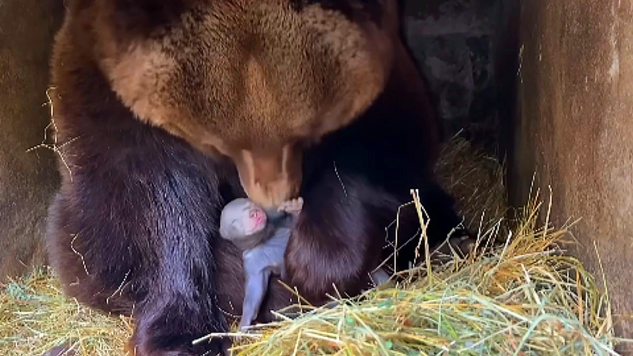 Lioness Lola gave birth to triplet cubs at Chelyabinsk . (Video)