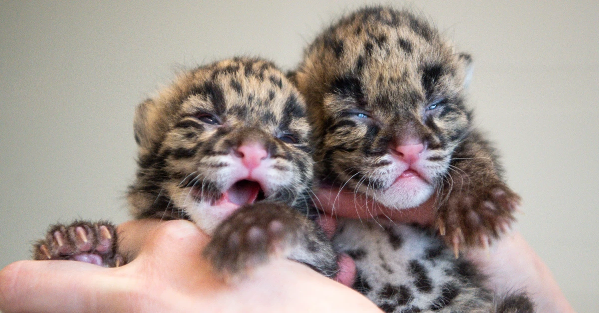 Lioness Lola gave birth to triplet cubs at Chelyabinsk . (Video)