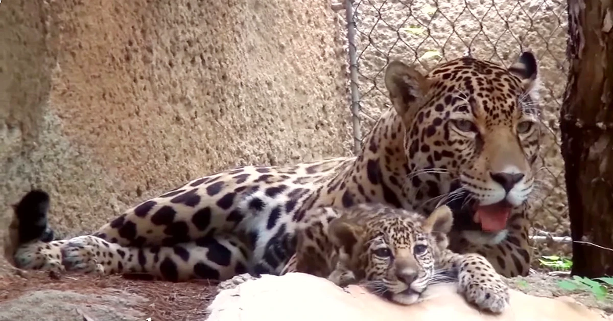 Lioness Lola gave birth to triplet cubs at Chelyabinsk . (Video)